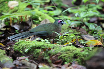 Sumatran ground cuckoo (Carpococcyx viridis) is a large, terrestrial species of cuckoo endemic to the forests of Sumatra in Indonesia.