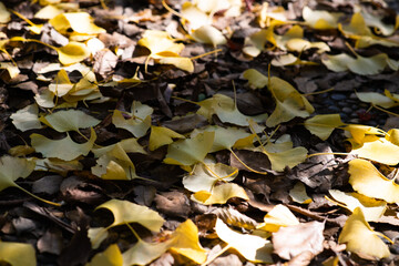光に照らされた銀杏の葉