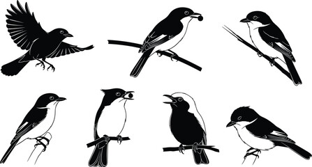 Blackbird silhouette collection featuring various perched and flying poses, detailed songbird illustrations on branches for nature, wildlife, birdwatching, and elegant vector design themes