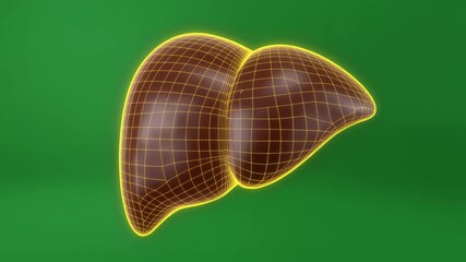 A 3D rendering of a human liver with a glowing yellow wireframe overlay against a green background. - Powered by Adobe