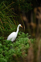 heron among the lake plants