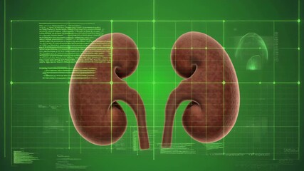 A 3D rendering of human kidneys on a green digital grid background, representing medical analysis and healthcare technology.