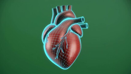 A realistic 3D model of a human heart is overlaid with a glowing blue technological wireframe. - Powered by Adobe