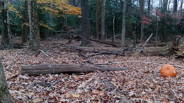 two wild american grey squirrels chasing each other in forest