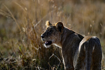 Lioness stopped and looking back to let her cubs catchup