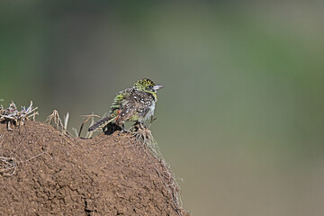 Usambiro barbet Perched on an Termite Hill
