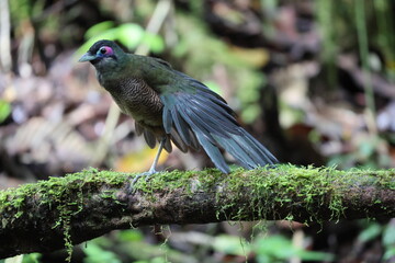 Sumatran ground cuckoo (Carpococcyx viridis) is a large, terrestrial species of cuckoo endemic to the forests of Sumatra in Indonesia.