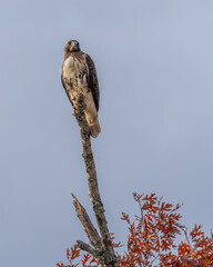 A red-tailed hawk perched on a dead tree