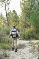Fototapeta premium Hiker is walking along sandy pine trail carrying backpack with rolled pad and using trekking pole