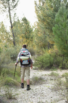 Fototapeta Hiker is walking along sandy pine trail carrying backpack with rolled pad and using trekking pole