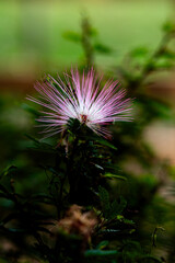 Calliandra