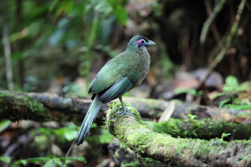 Sumatran ground cuckoo (Carpococcyx viridis) is a large, terrestrial species of cuckoo endemic to the forests of Sumatra in Indonesia.