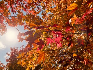 紅葉した樹木と秋の日差し