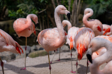 Flamingos