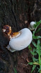 Lingzhi (Ganoderma lucidum) mushroom in tree. Ganoderma lucidum, commonly known as Lingzhi or Reishi, is a brown and white, kidney-shaped fungus growing on tree bark.