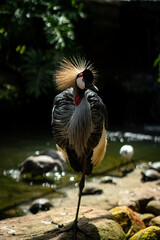 Grou-coronado-do-oriente