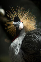 Grou-coronado-do-oriente