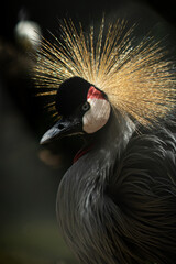 Grou-coronado-do-oriente