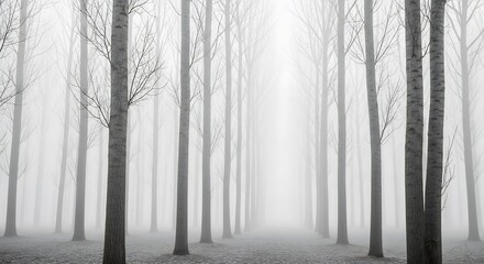 Fototapeta premium Ethereal Forest - A Black and White Study of Trees in Fog.