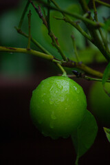 Lime After Rain