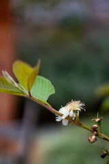 white magnolia flower
