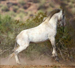 Wild Stallion in the Desert