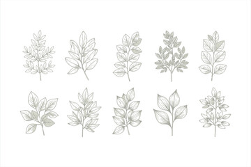 Botanical Foliage Illustrations