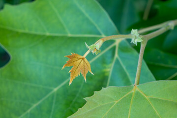 A leaf is shown with a brown tip