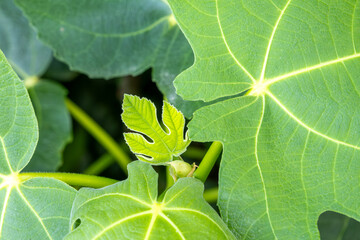 A leafy green plant with a small leafy green leaf in the center