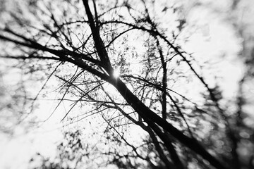 Abstract blurred branches of tree in Texas nature, black and white.
