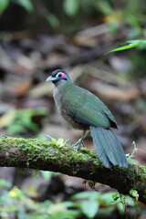 Sumatran ground cuckoo (Carpococcyx viridis) is a large, terrestrial species of cuckoo endemic to the forests of Sumatra in Indonesia.