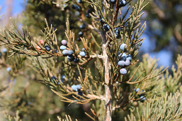 Eastern red cedar juniper berries in sunlight at Raven Glen Forest Preserve in Antioch, Illinois
