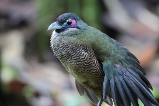 Sumatran ground cuckoo (Carpococcyx viridis) is a large, terrestrial species of cuckoo endemic to the forests of Sumatra in Indonesia.
