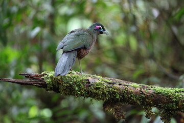 Sumatran ground cuckoo (Carpococcyx viridis) is a large, terrestrial species of cuckoo endemic to the forests of Sumatra in Indonesia.