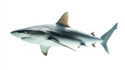 Fototapeta premium A sleek, gray shark swims gracefully against a stark white background, showcasing its dorsal fin, pectoral fins, and caudal fin in a clear, crisp shot