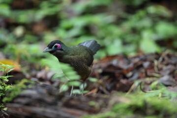 Sumatran ground cuckoo (Carpococcyx viridis) is a large, terrestrial species of cuckoo endemic to the forests of Sumatra in Indonesia.