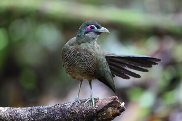 Sumatran ground cuckoo (Carpococcyx viridis) is a large, terrestrial species of cuckoo endemic to the forests of Sumatra in Indonesia.