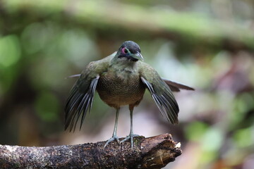 Sumatran ground cuckoo (Carpococcyx viridis) is a large, terrestrial species of cuckoo endemic to the forests of Sumatra in Indonesia.