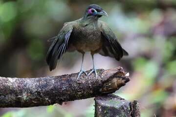 Sumatran ground cuckoo (Carpococcyx viridis) is a large, terrestrial species of cuckoo endemic to the forests of Sumatra in Indonesia.