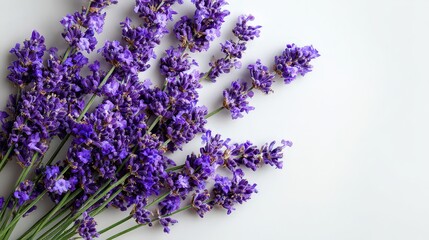 Close Up of Purple Lavender Flowers on a White Background with Soft Natural Lighting and Selective Focus for a Fresh Herbal Aesthetic