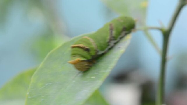 Macro Shot of a Large Papilio Caterpillar with Warning Colors and Osmeterium on a Citrus Leaf. Insect Life Cycle, Ecology, and Pest Concept