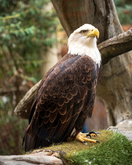 Bald Eagle at Elmwood Park Zoo