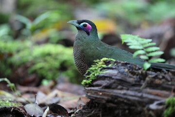 Sumatran ground cuckoo (Carpococcyx viridis) is a large, terrestrial species of cuckoo endemic to the forests of Sumatra in Indonesia.