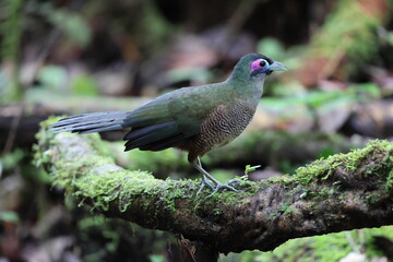 Sumatran ground cuckoo (Carpococcyx viridis) is a large, terrestrial species of cuckoo endemic to the forests of Sumatra in Indonesia.