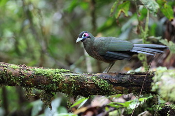 Sumatran ground cuckoo (Carpococcyx viridis) is a large, terrestrial species of cuckoo endemic to the forests of Sumatra in Indonesia.