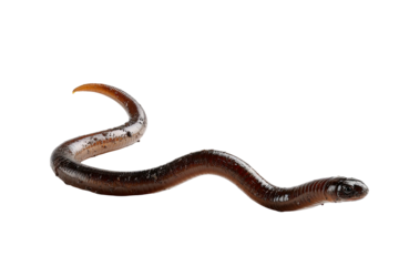 Smooth, brown, curled earthworm against a black background
