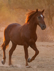 Obraz premium Wild Stallion in Sunrise Light