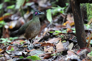 Sumatran ground cuckoo (Carpococcyx viridis) is a large, terrestrial species of cuckoo endemic to the forests of Sumatra in Indonesia.