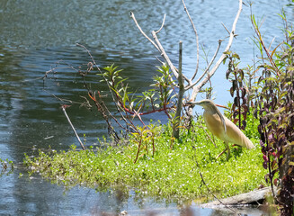 Squacco heron (lat.- Ardeola ralloides) on a pond in the park in Tel Aviv