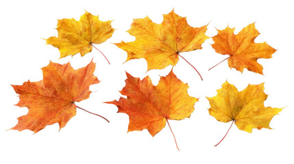 Fototapeta premium Collection of vibrant orange and yellow maple leaves displaying the beautiful colors of autumn season